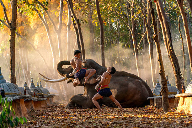 istock Muay Thai fighters training with elephant in rural Thailand 2213332650