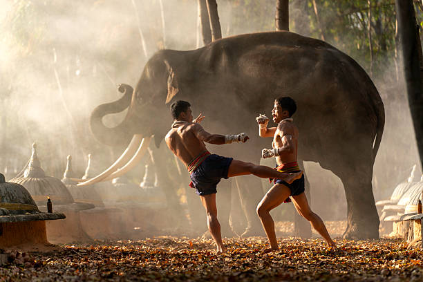 istock Muay Thai fighters training with elephant in rural Thailand 2213333530