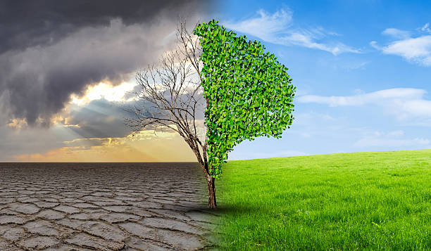 istock Environmental and global warming concepts, Live and dead big tree 2213333976
