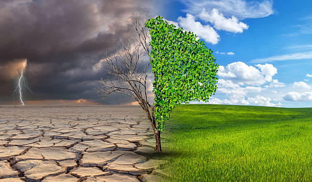 istock Environmental and global warming concepts, Live and dead big tree 2213333978