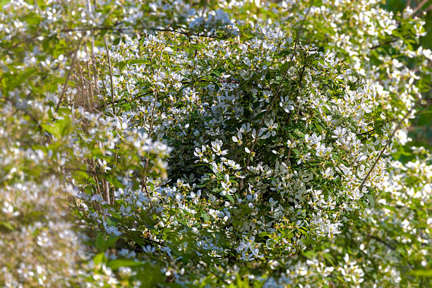 Thunberg spiraea or Thunberg's meadowsweet (Spiraea thunbergii) the rose family, native to East China and Japan,