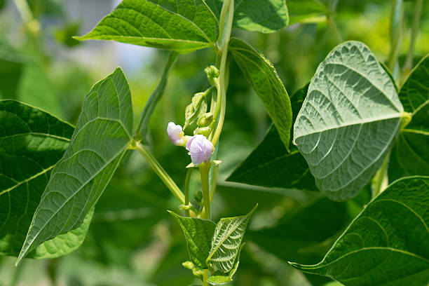 istock Young stalks of a string bean in blossom 2213335105