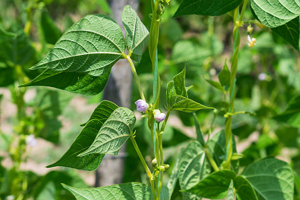 istock Young stalks of a string bean in blossom 2213335109