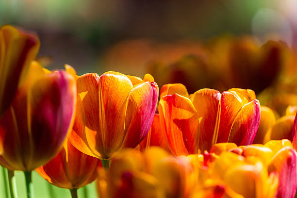istock Orange and red tulips blooming in spring sunlight 2213336591