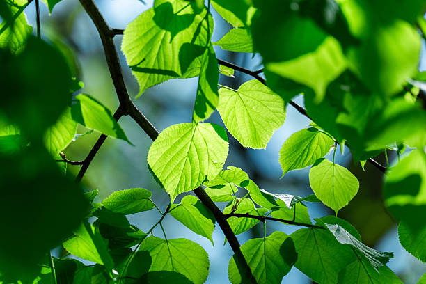 Fresh green leaves growing on a tree branch, illuminated by sunlight