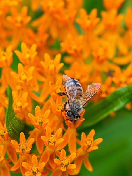 bee on orange flower - orange ohio fotografías e imágenes de stock