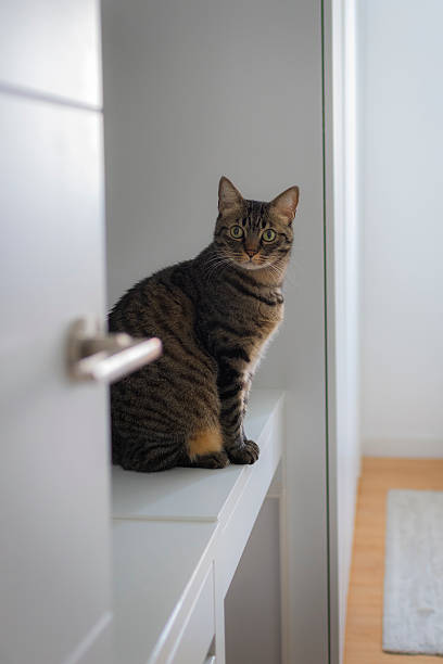 istock Portrait of a tabby cat at home. 2213338047