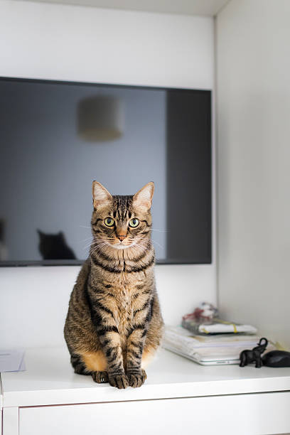 Portrait of a tabby cat at home.