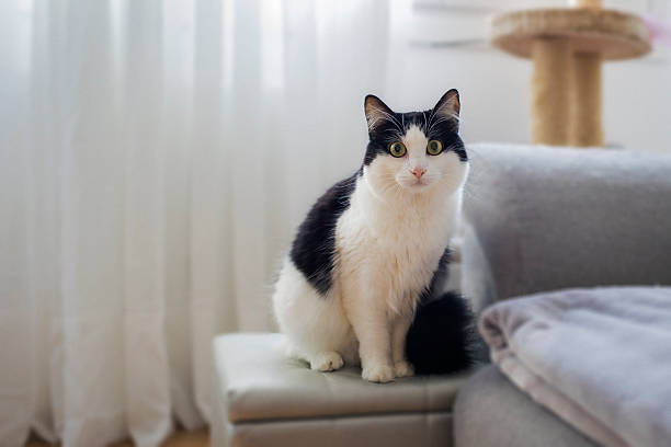Portrait of a black and white cat at home
