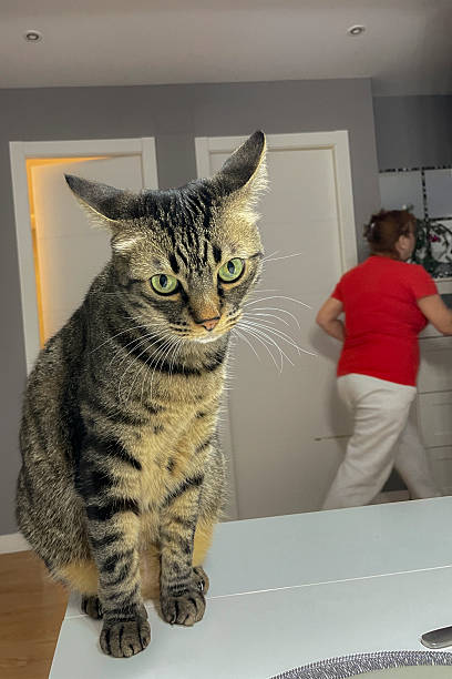 Portrait of a tabby cat at home.