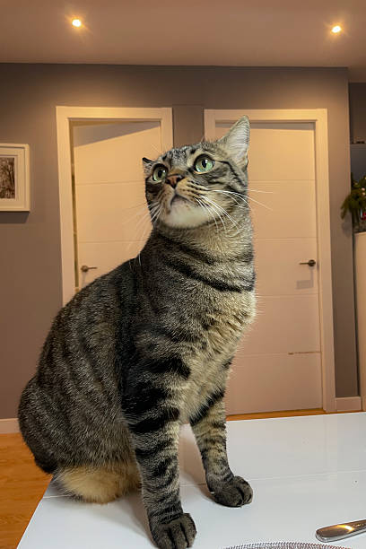 istock Portrait of a tabby cat at home. 2213338071