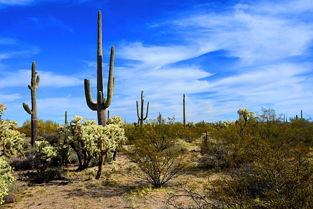 istock Landscape Sonora Desert Arizona 2213339469