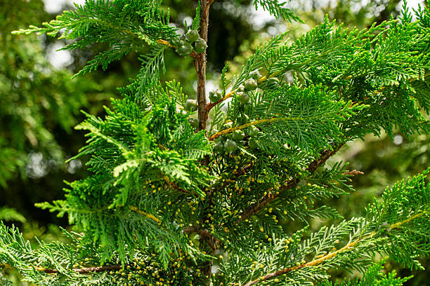 istock Lush branches cupressocyparis Leylandii with dense foliage and small cones, capturing natural beauty and texture of evergreen tree. Close-up. Ornithological park is located in Adler (Sirius) 2213341268