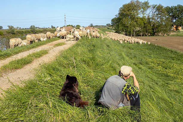 Padua, Italy - Apr 27th, 2025: A shepherd and his dog rest while watching over a large flock of sheep in the Veneto countryside
