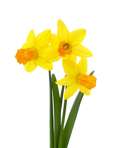 istock Bouquet of yellow narcissus. 2213343579