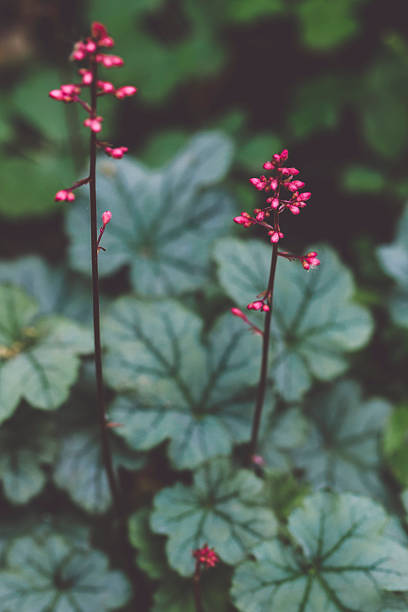 Flowers in the garden