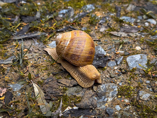 istock A snail makes its way across a rocky surface, navigating between pebbles and patches of greenery. The sun lights up the scene, showcasing nature's small wonders 2213344273