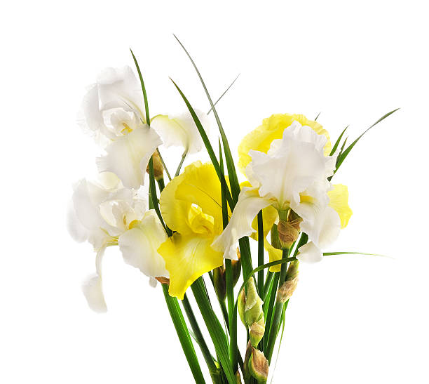 Bouquet of colored irises isolated on a white background.