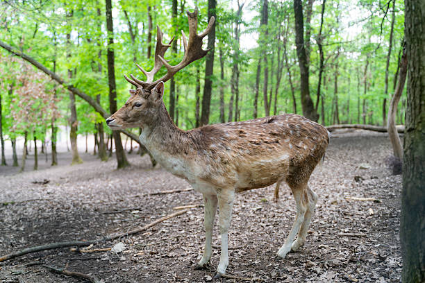 In a dark forest, at a point where daylight barely reaches, three fallow deer stand in silence. One of them is almost completely white, while the others are more in harmony with their surroundings with their spotted fur blending in with nature. Their gazes are alert, their steps are cautious… This photograph reflects both the mysterious and fascinating aspects of nature, while also bringing together a rare harmony and difference in the same frame.