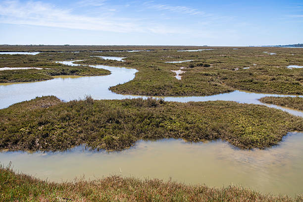 Landscape in Ebro delta area, Catalonia, Spain