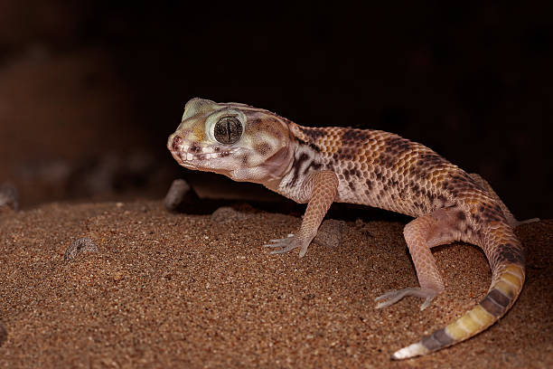 istock Persian wonder gecko 2213348370