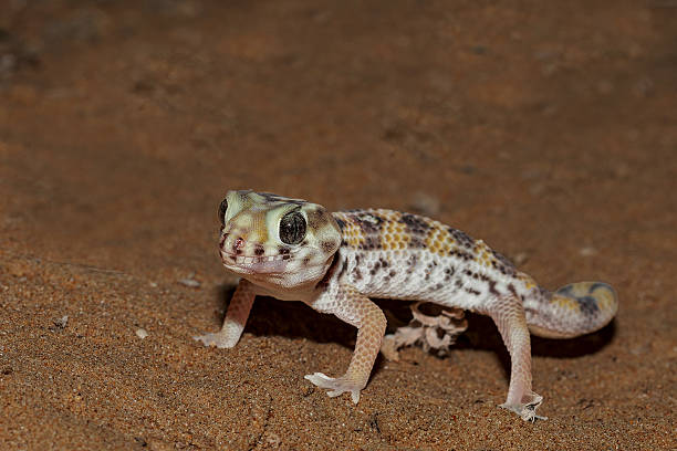 istock Persian wonder gecko 2213348375
