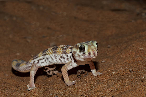 istock Persian wonder gecko 2213348383