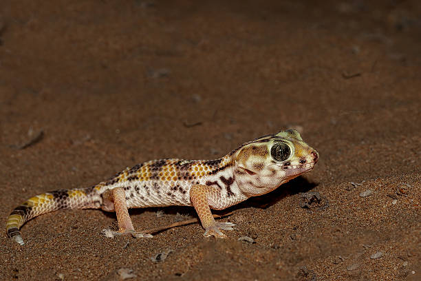 istock Persian wonder gecko 2213348435