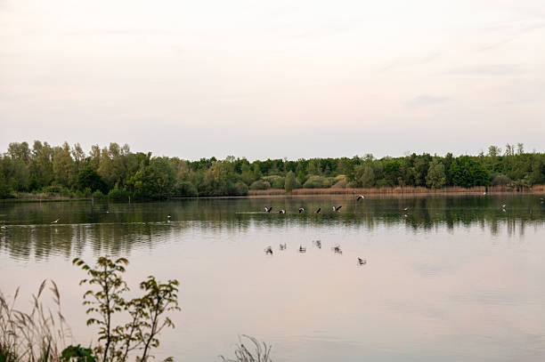 Greylag geese flying and swimming over a calm lake at sunset