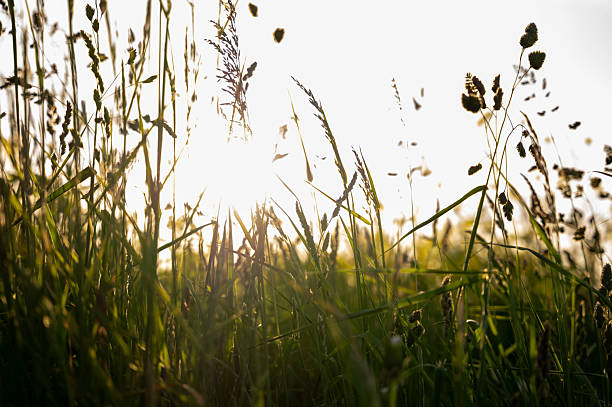 Backlit image of tall grass in a field during a beautiful sunset