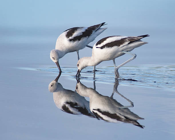 istock American Avocets at Merritt Island 2213350819