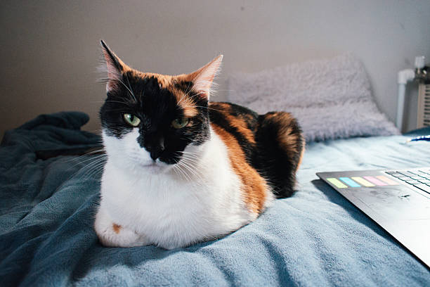 istock Calico Cat Sitting Calmly on Blue Blanket with the Laptop 2213352203