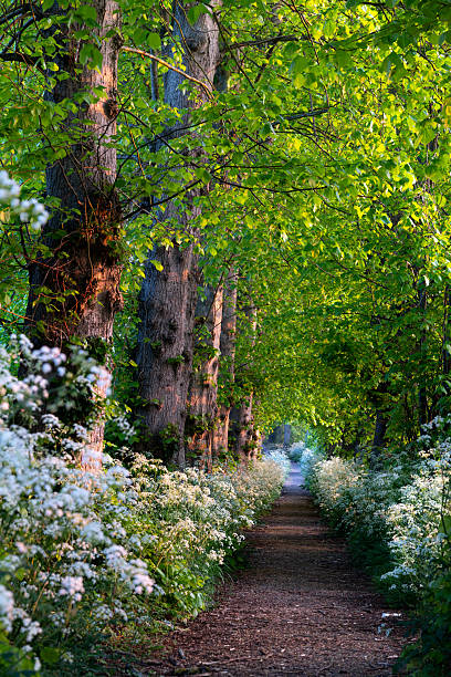 ridgeway path south downs kent