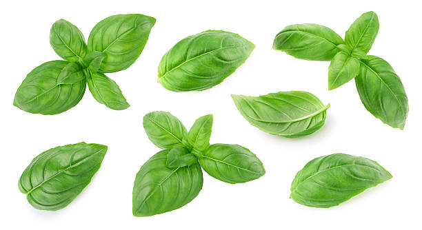 istock Basil leaves isolated on white background 2213355638