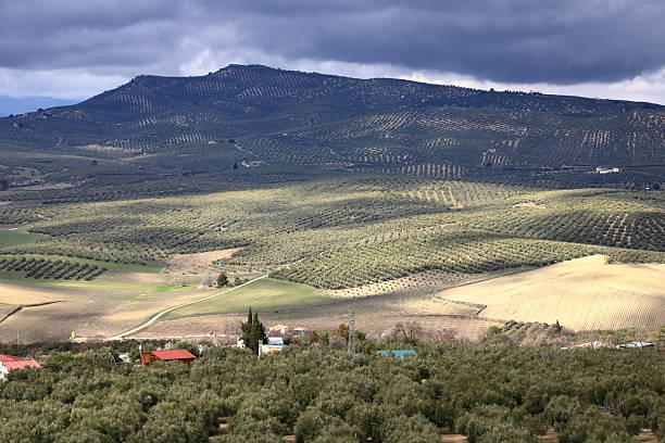 Young green olives hang on branches against an olive grove background, in Provence, France.