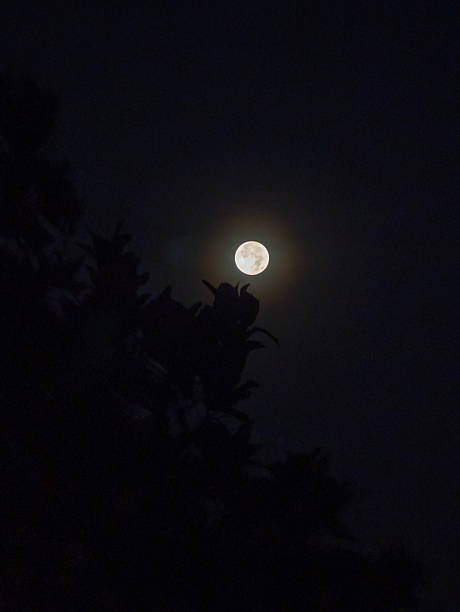 istock Full moon shining through dark foliage. 2213356905