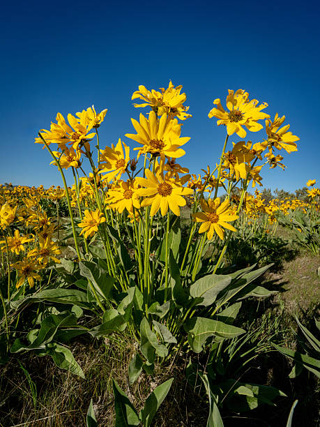 istock Yellow Balsamroot spring flowers reach for the sky 2213357152