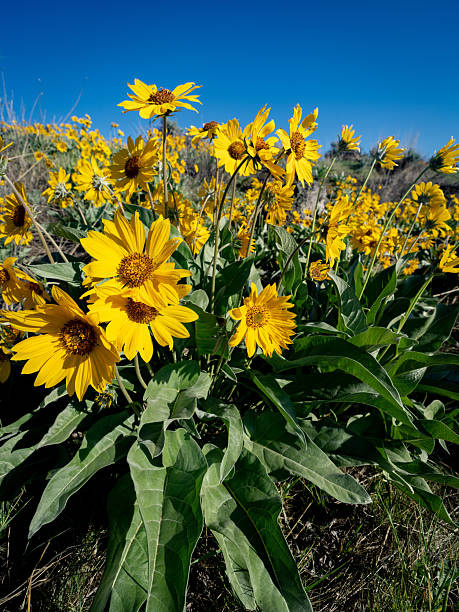 istock Yellow spring flowers blooming in nature 2213357180
