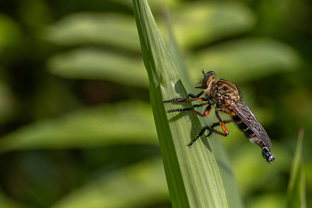 istock Robber Flies, Astochia, Asilinae, Diptera, Promachus (fly), Asilidae. 2213357642