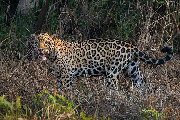 istock Jaguar in Mato Grosso forest environment,Pantanal,Brazil 2213358709
