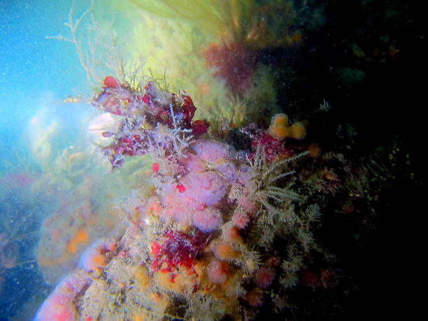 istock Scuba diving in brittany 2213359341