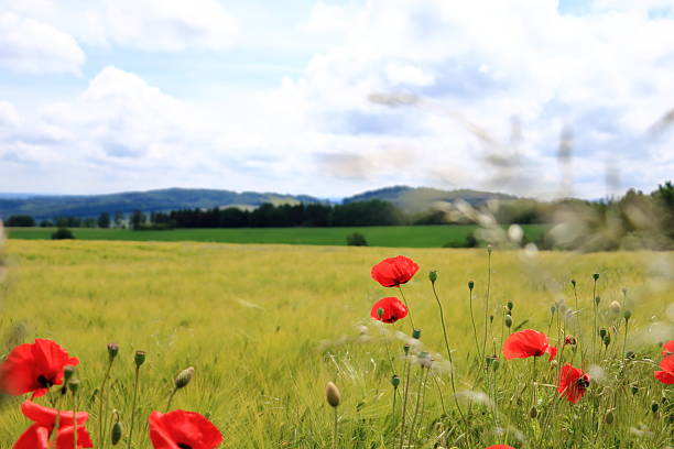 istock red poppies blooming at a field in Saxony, Germany 2213359769