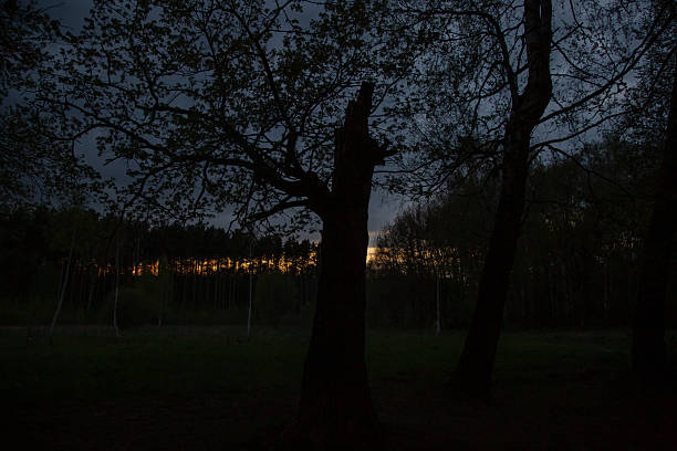 Beautiful silhouette of tree branches on sunset landscape forest nature spring background near the forest
