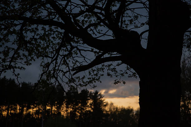 Beautiful silhouette of tree branches on sunset landscape forest nature spring background near the forest
