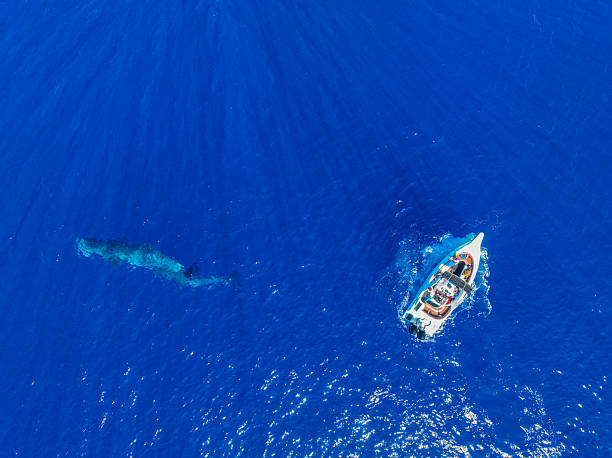 istock Boat above diving whale 2213360197