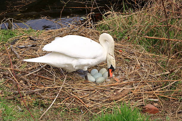 nest of the mute swan waiting for the warmth of the parent animal which is currently moving to the nest