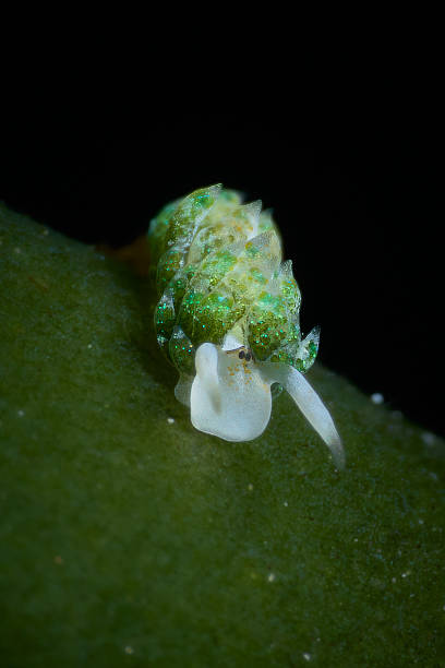 istock Costasiella 2213361925