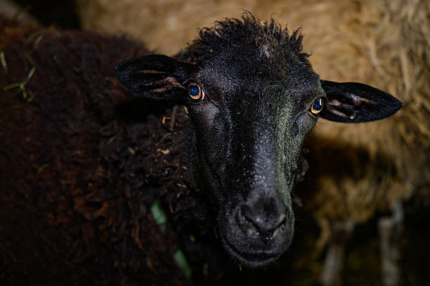 istock Black Sheep in a barn. Black Sheep in the pen 2213362388