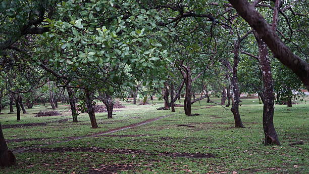 istock Cashew garden with grass in Binh Phuoc, Vietnam 2213364012