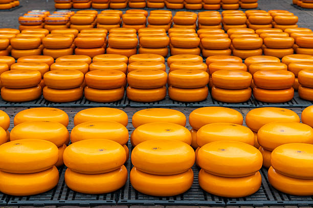 istock traditional cheese market in Alkmaar, Netherlands 2213367019